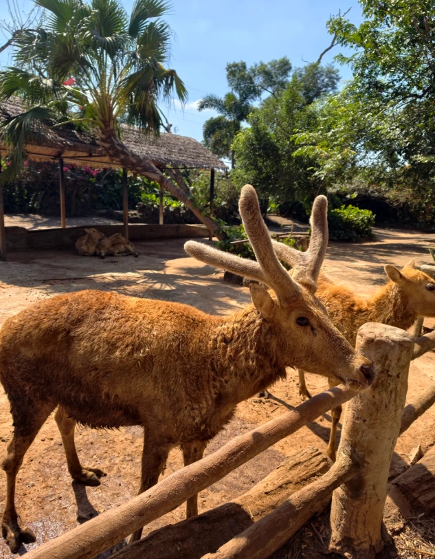 hainan tropical park tickets