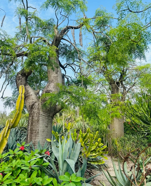 Xiamen Botanical Garden things to do