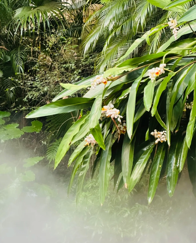 Xiamen Botanical Garden tips