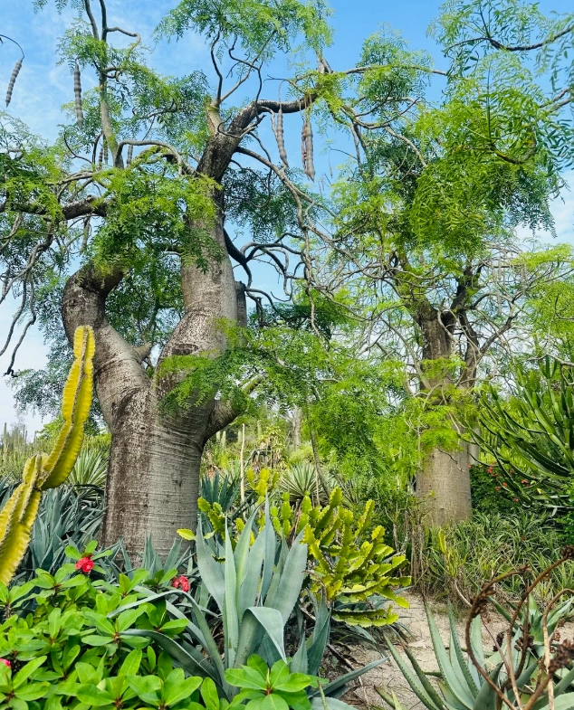 xiamen botanical garden best route xiamen botanical garden best route