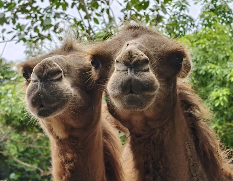 Hainan zoo worth visiting