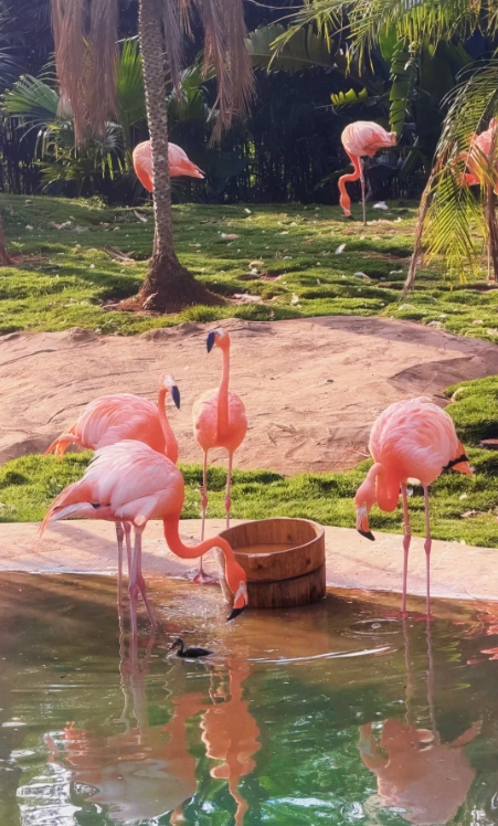 Hainan wildlife park bus tour Hainan wildlife park bus tour