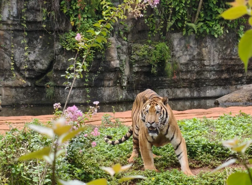 Hainan wildlife park tips
