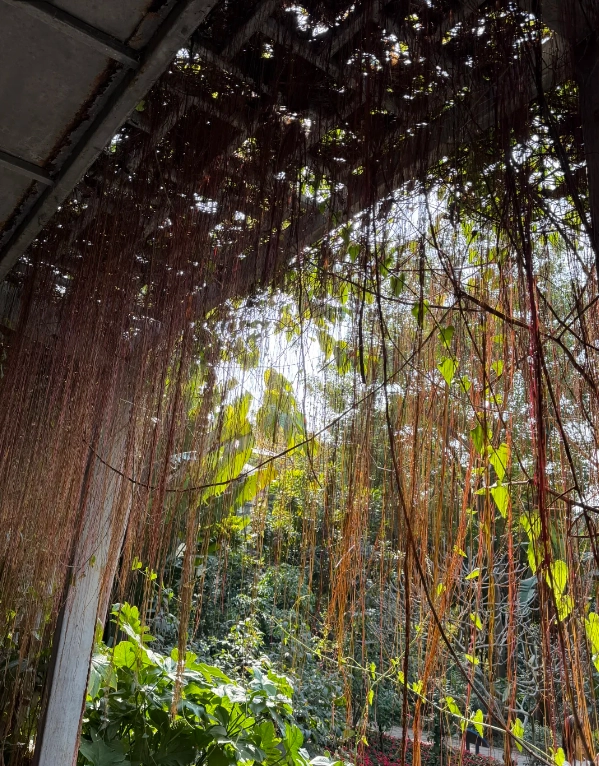 best photo locations Xiamen Botanical Garden