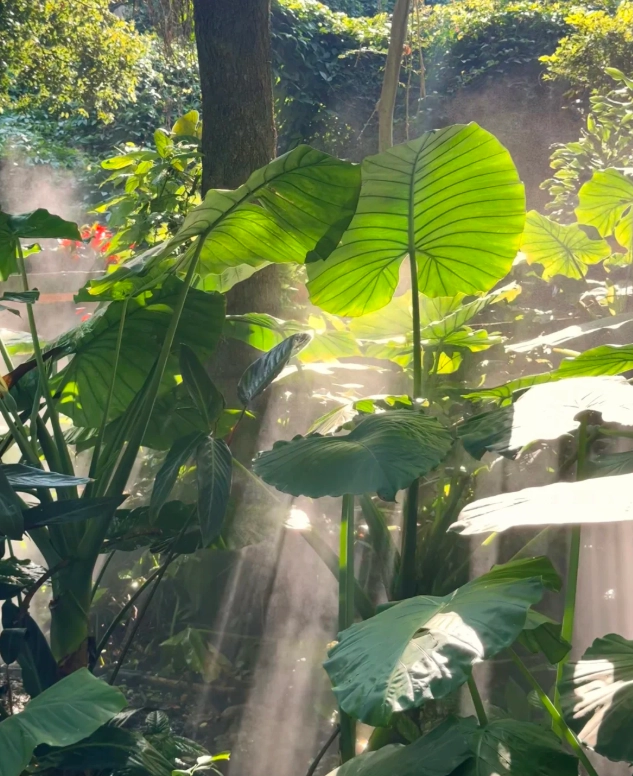 best time to visit Xiamen Botanical Garden