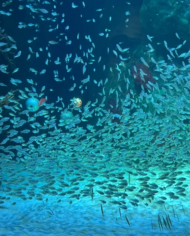 Chimelong Ocean Kingdom photography