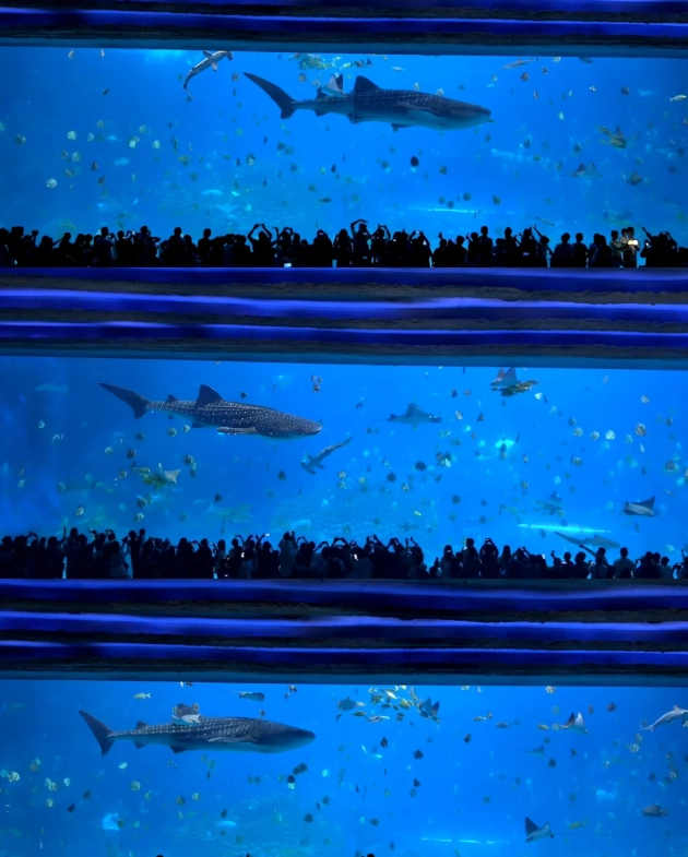 best photo spots Chimelong Ocean Kingdom