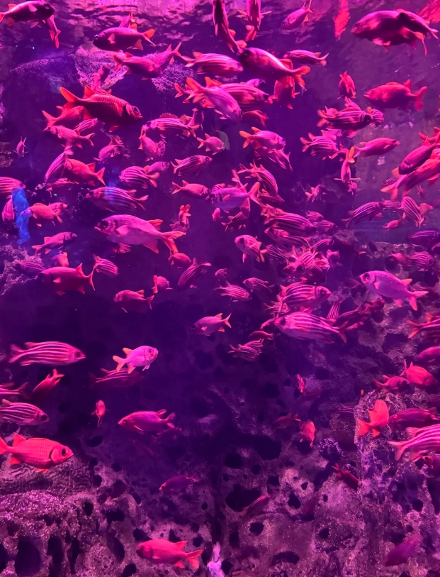 chimelong ocean kingdom tickets