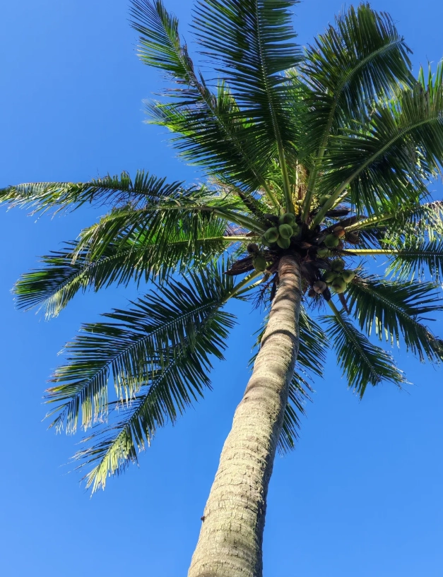 Zhuhai itinerary for foreigners