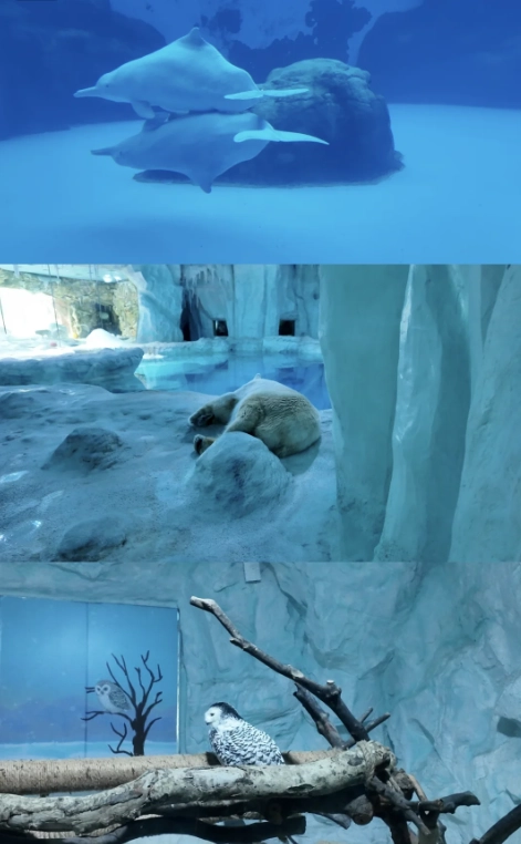 Chimelong Ocean Kingdom shows