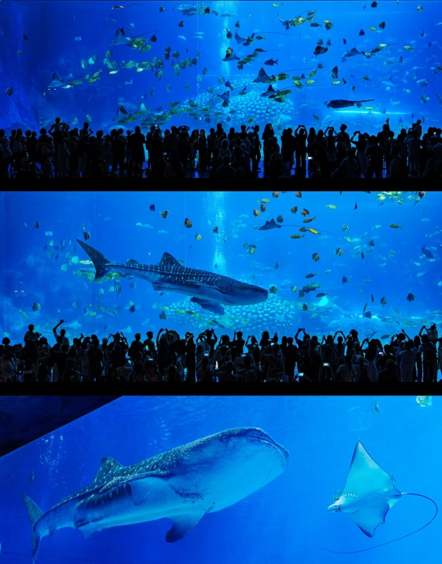 Chimelong Ocean Kingdom transportation