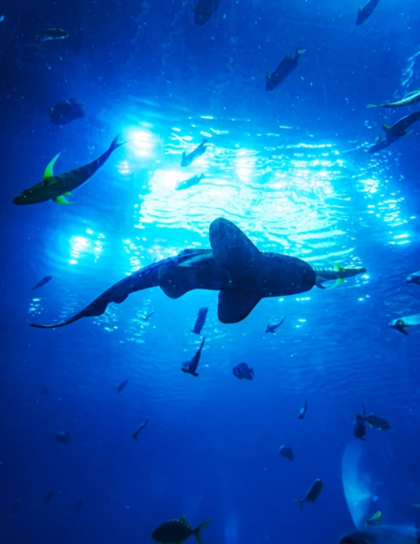 best time to visit Chimelong Ocean Kingdom