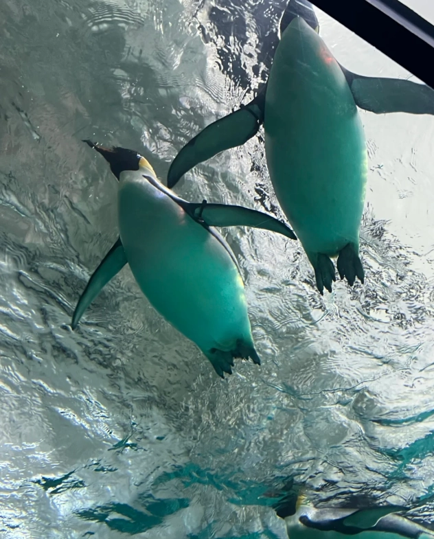 where to take photos in Chimelong Ocean Kingdom