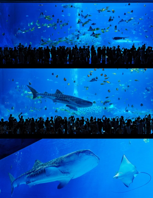 Chimelong Ocean Kingdom schedule