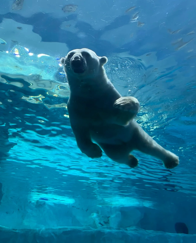 Chimelong Ocean Kingdom photo tips