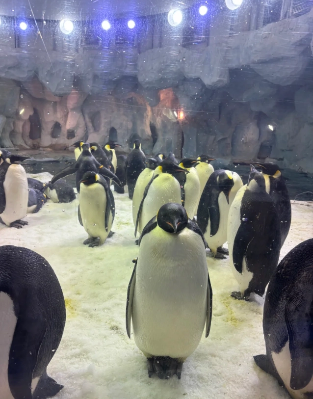 zhuhai ocean park worth it