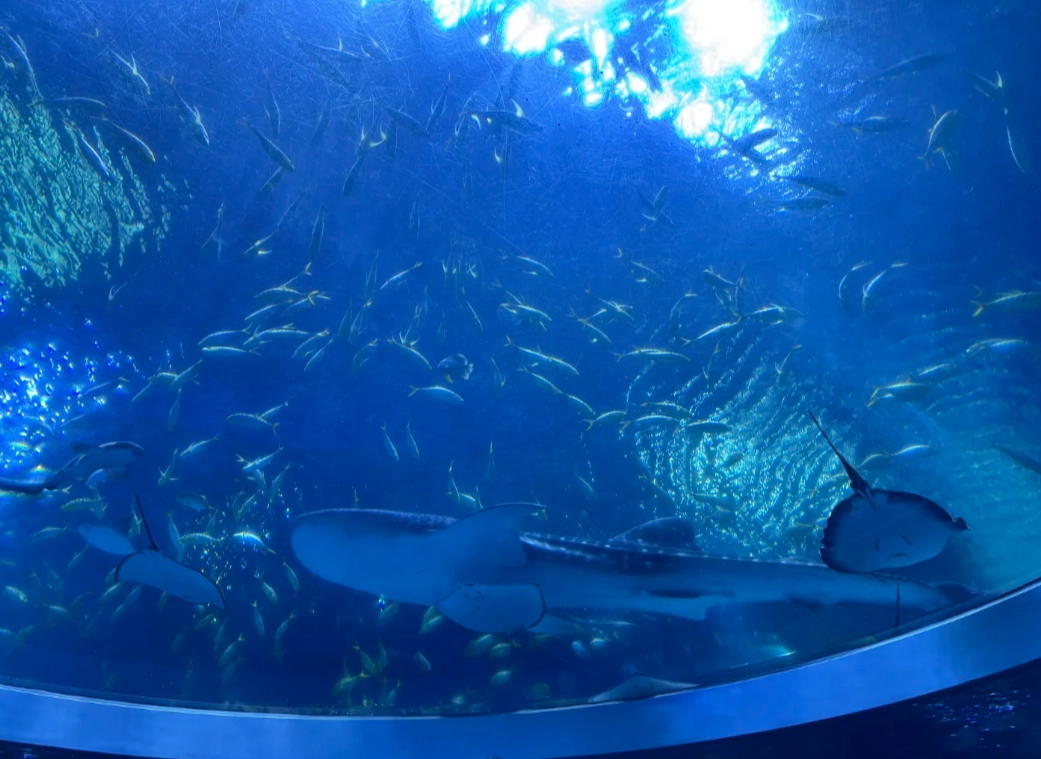 best time to visit chimelong ocean kingdom