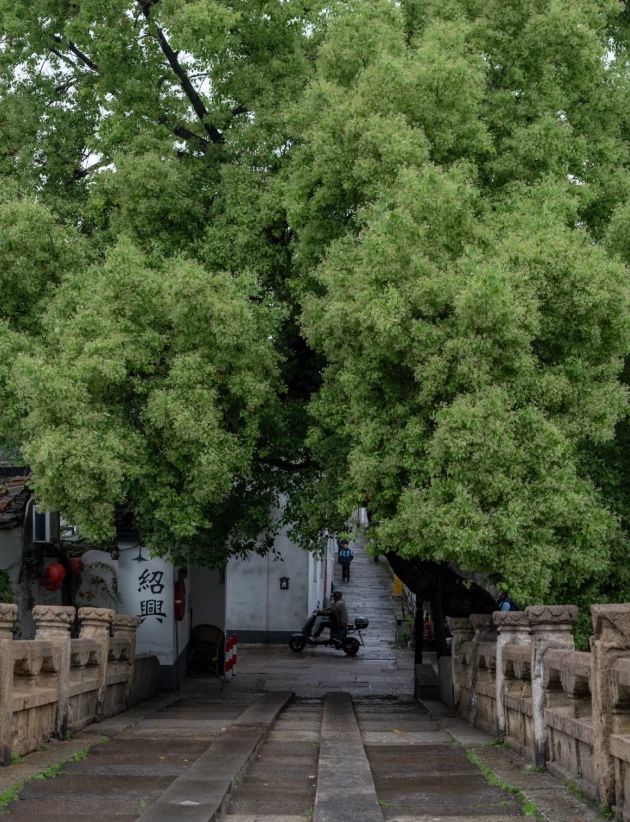 Xitang Ancient Town