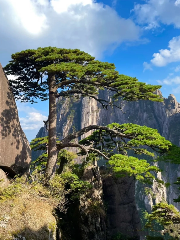 Chinese forest park tips Chinese forest park tips