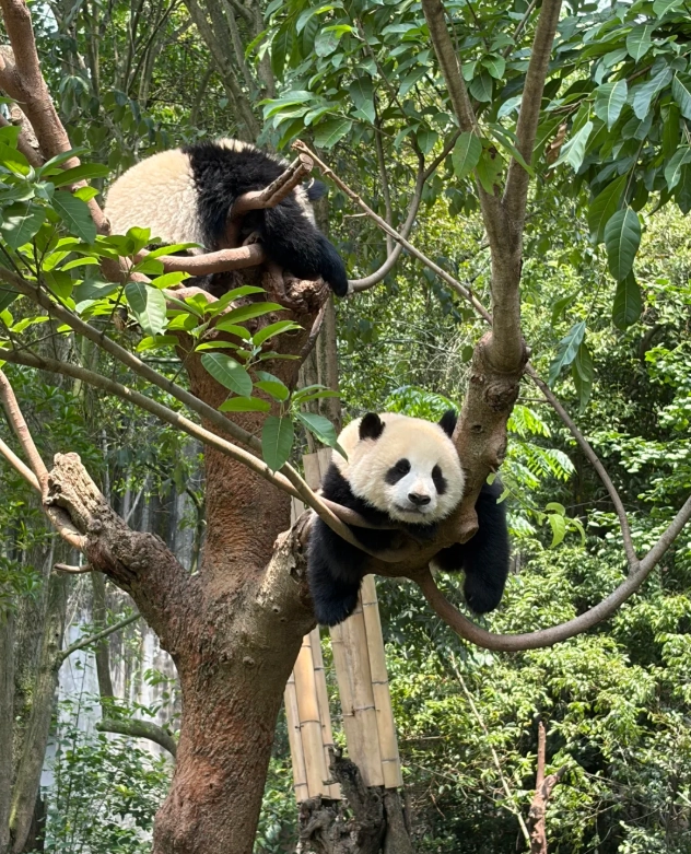 Chengdu Panda Base Visiting Tips: 7 Insider Secrets for a Stress-Free Trip