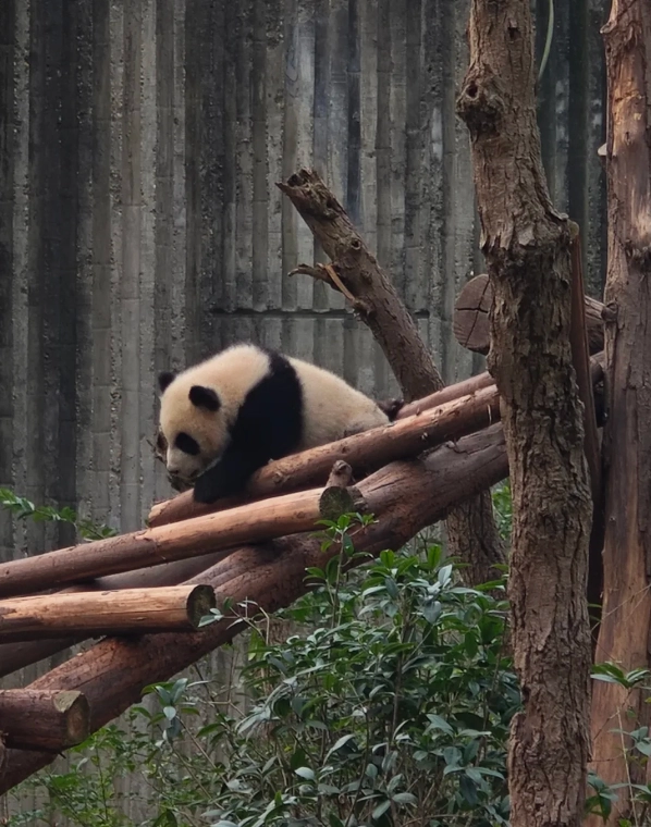 China panda volunteer
