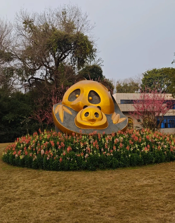 volunteer at Chengdu panda base