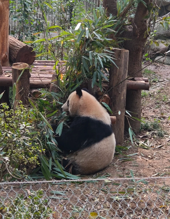 panda keeper experience