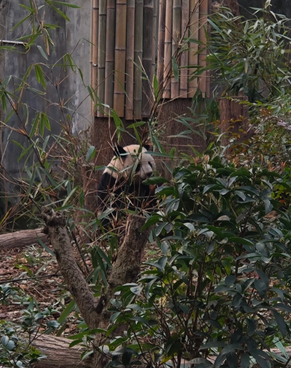 Chengdu panda base booking