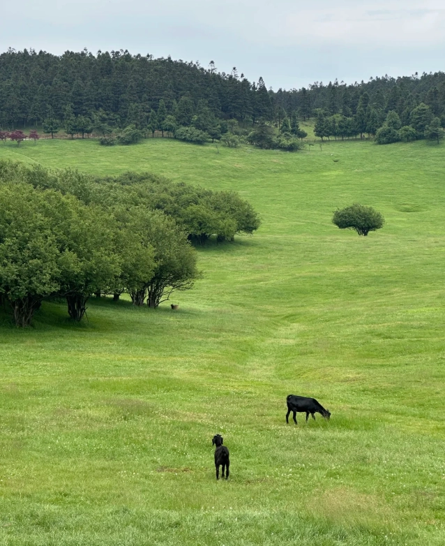 Fairy Mountain Grassland