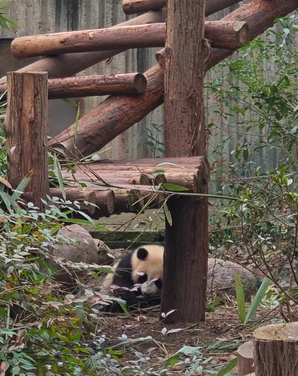 panda conservation volunteer