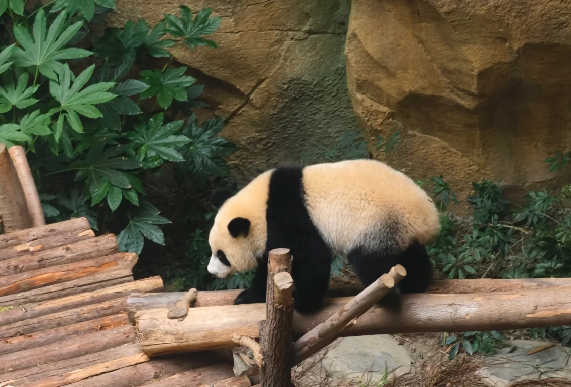 Chengdu panda base opening hours Chengdu panda base opening hours