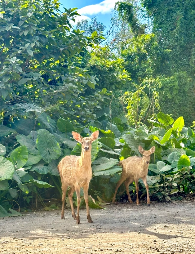 Hainan Tropical Wildlife Park price