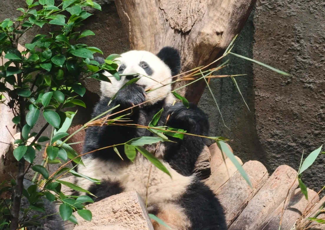 how to get to Chengdu panda base how to get to Chengdu panda base