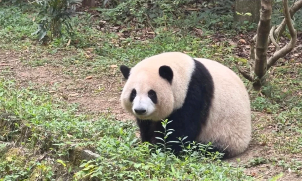 Chengdu panda base tickets Chengdu panda base tickets