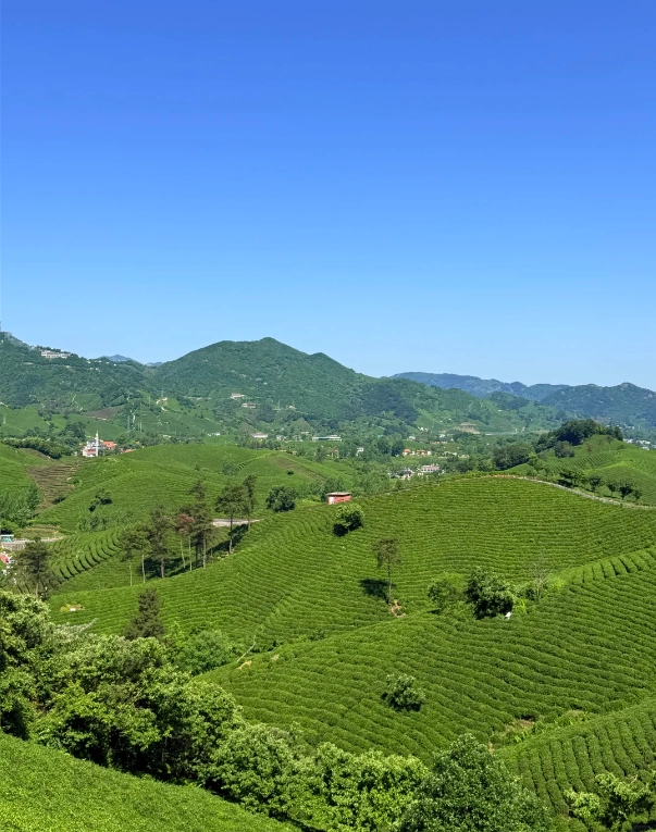 Hangzhou tea picking experience Hangzhou tea picking experience