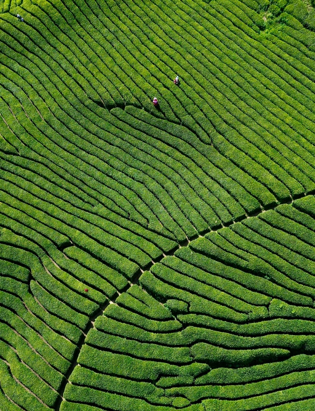 Longjing tea village tour Longjing tea village tour