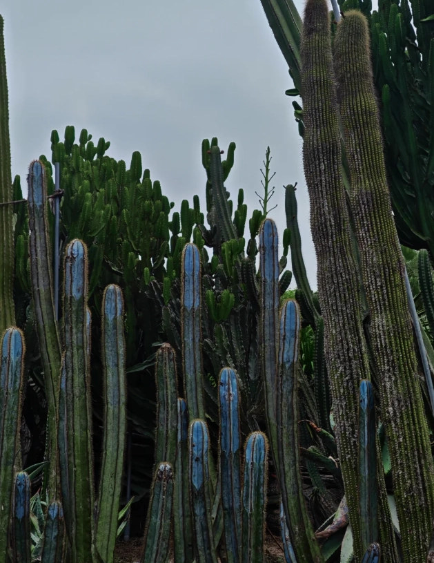 Xiamen Botanical Garden guided tour