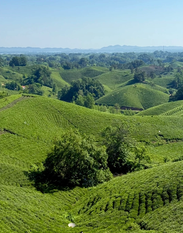 tea plantation China itinerary tea plantation China itinerary