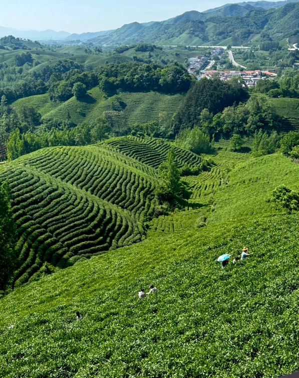 best tea plantations in China best tea plantations in China