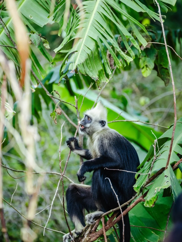 white-headed langur national nature reserve