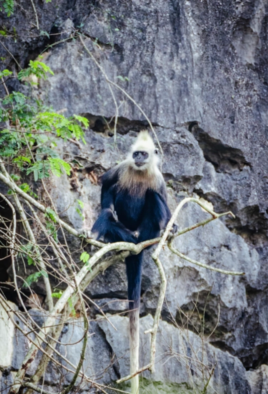 white-headed langur reserve tickets
