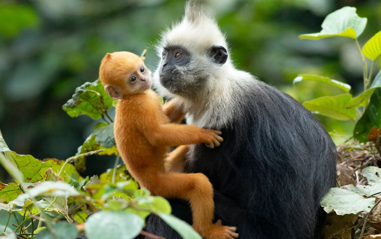 White-headed Langur Reserve Tour: Insider Tips