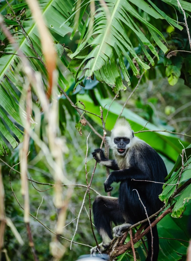 best time to visit white-headed langur reserve