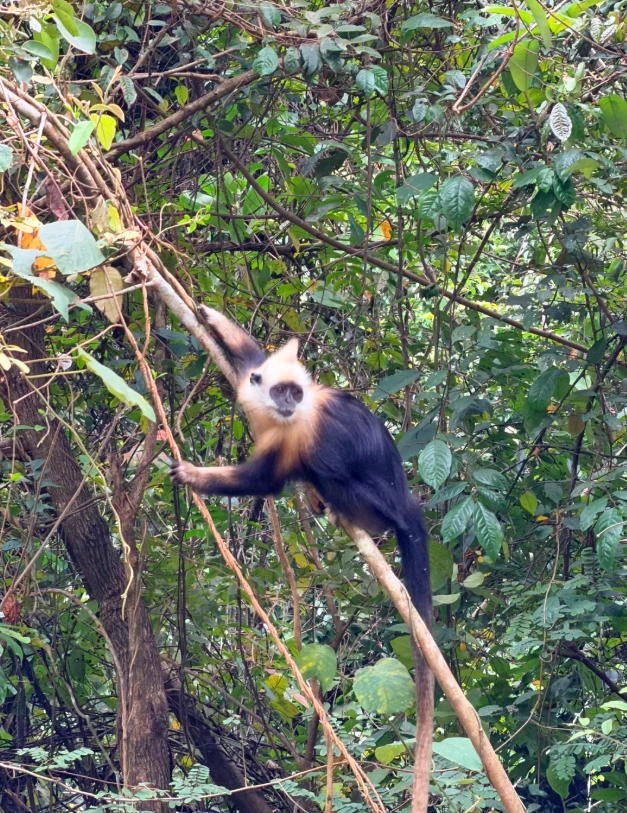 White-headed langur conservation sighting