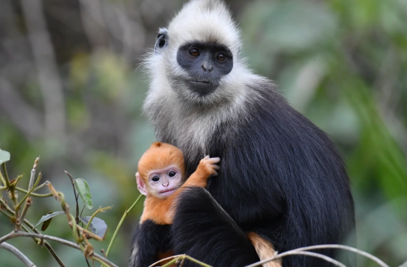 chongzuo white-headed langur tour chongzuo white-headed langur tour