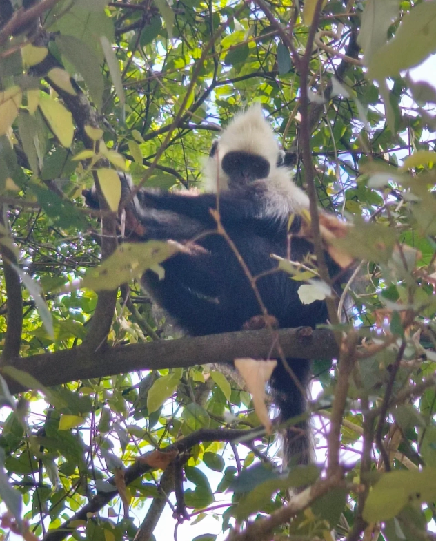 Guangxi primate reserve
