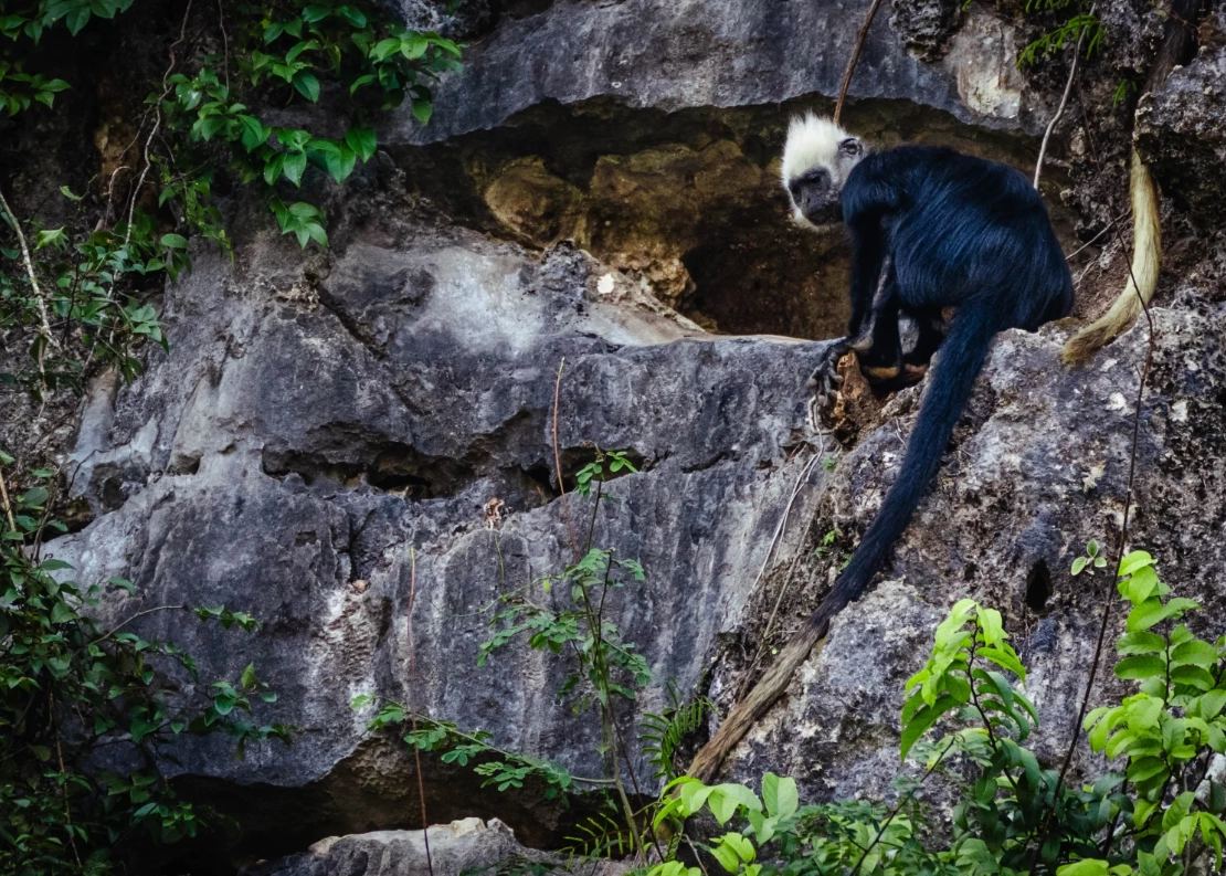 white-headed langur wildlife tour