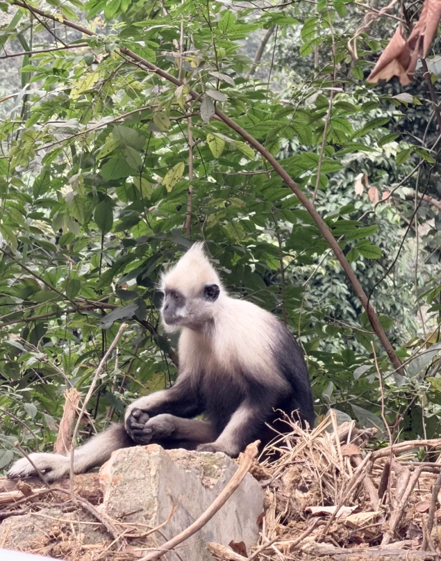 Seeing white-headed langurs in China