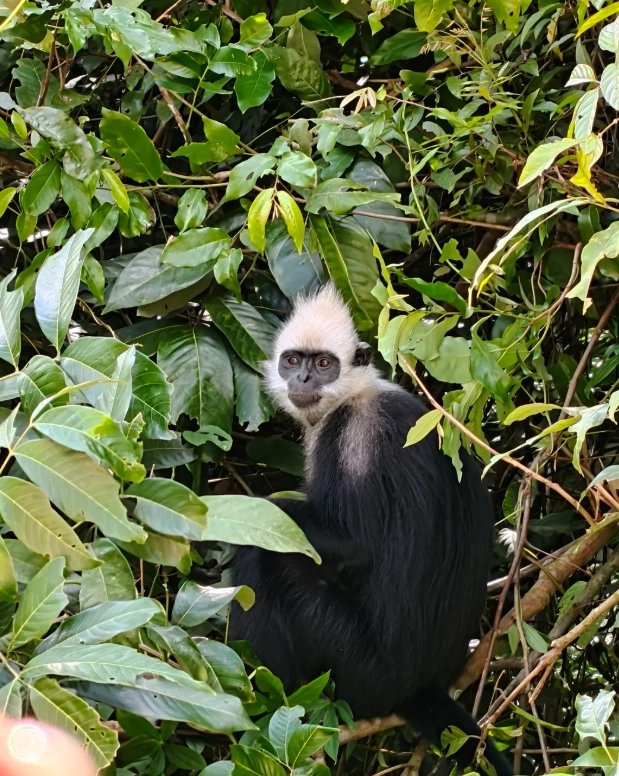 White-headed Langur Nature Reserve: How to Get There