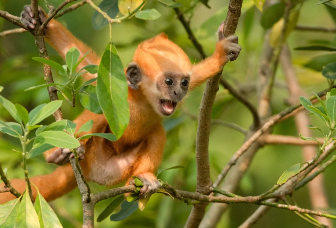 white-headed langur guided tour